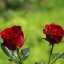 rózas vermelhas