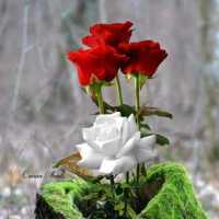 Gregorio Cutipa Itusaca