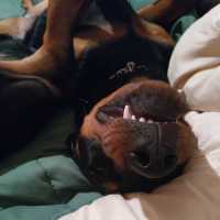 Santiago Andre Alustiza Alustiza Pellegrino