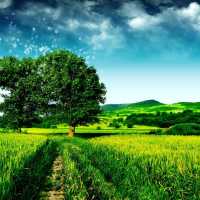 William Castillo Montiel