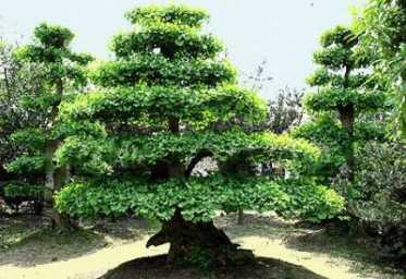 Los 14 árboles más sanadores al abrazarlos según el Tao 14-05-2017