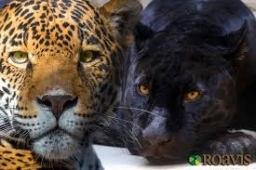 Jaguares y Panteras 16-06-2022